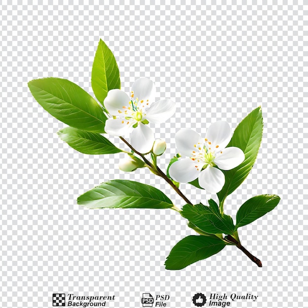 natural with green foliage and white buds in sunlight nature isolated on transparent background