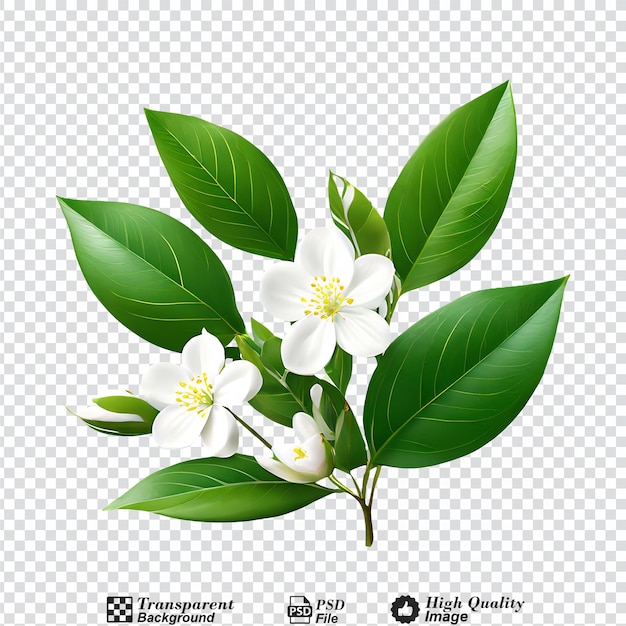 natural with green foliage and white buds in sunlight nature isolated on transparent background