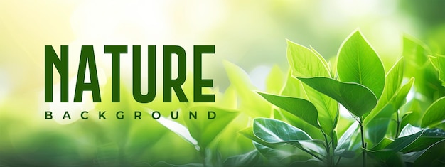 PSD nature background or banner template with green leaf in garden at summer