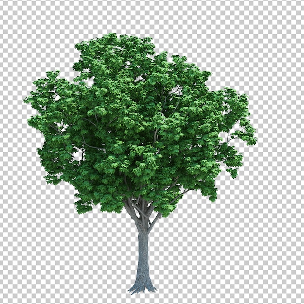 Nature object tree isolated on white