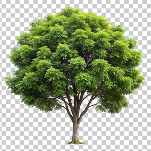 neam tree isolated on transparent background