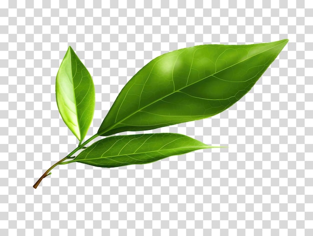 neem leaf on transparent background vector illustration