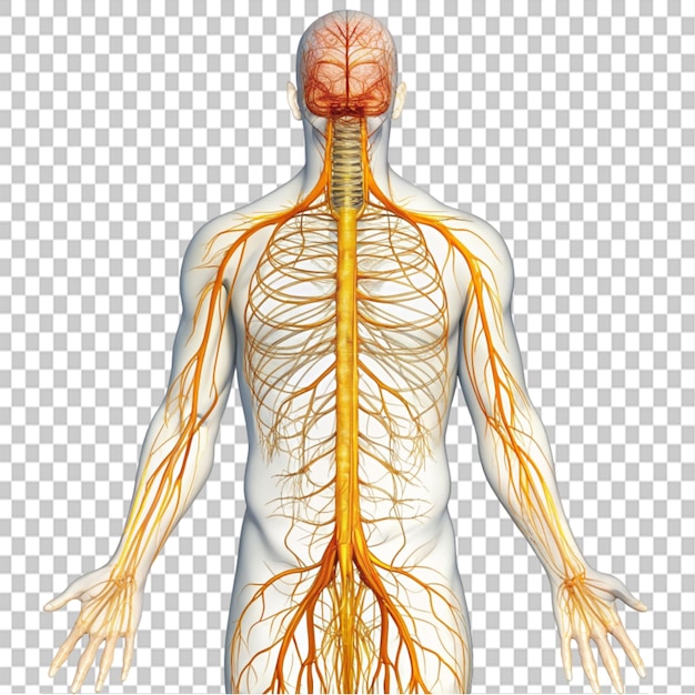 nerve system on transparent background