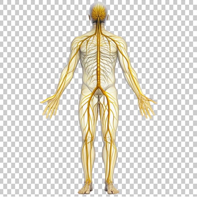 PSD nerve system on transparent background