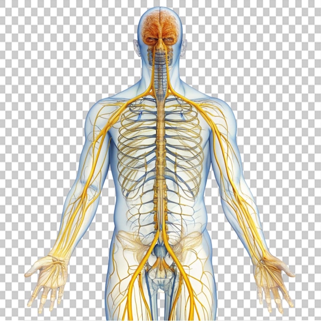 nerve system on transparent background