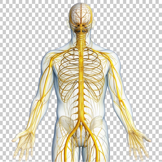 nerve system on transparent background