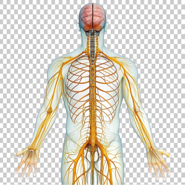 PSD nerve system on transparent background