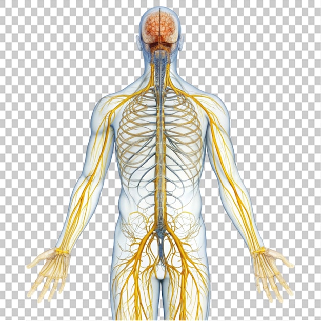 nerve system on transparent background