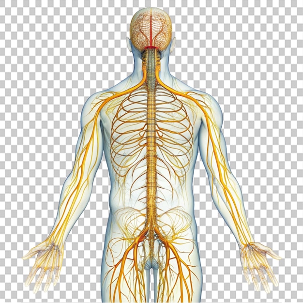 PSD nerve system on transparent background