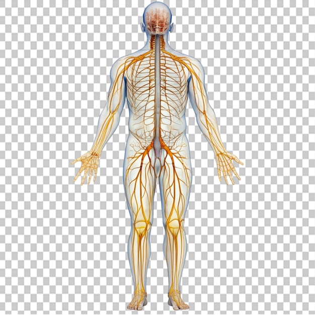 nerve system on transparent background