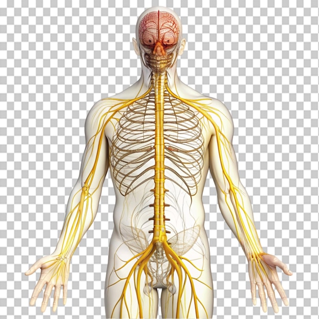 PSD nerve system