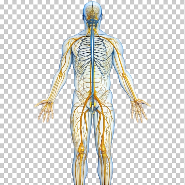 nerve system