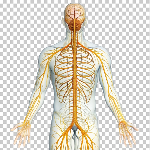 PSD nerve system