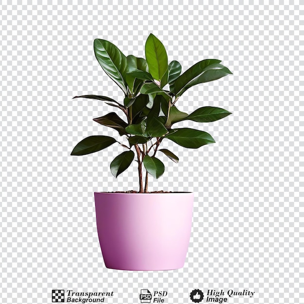 new potted plant isolated on transparent backgroundpng