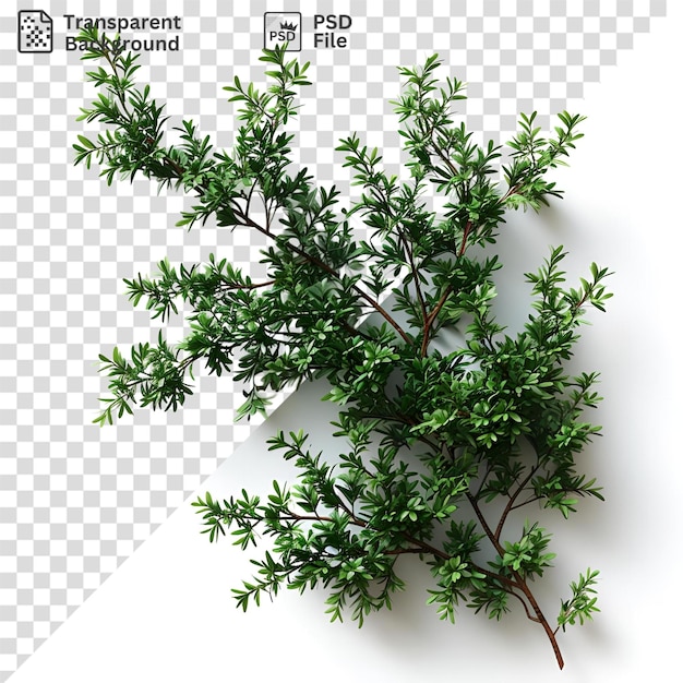 nice evergreen branch isolated on a isolated background