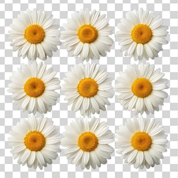 PSD nine daisies isolated on transparent background