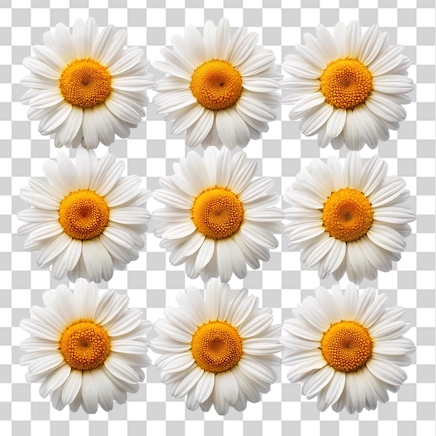 PSD nine daisies isolated on transparent background