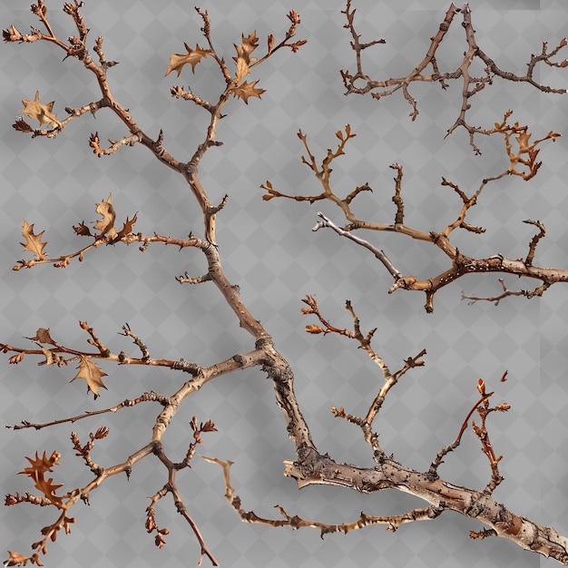 PSD oak branches with short sturdy twigs and clusters of dried l isolated top object of tropical plant