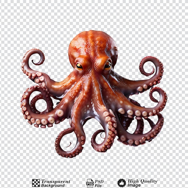 octopus isolated on transparent background