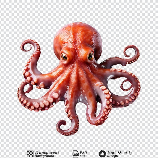 octopus isolated on transparent background