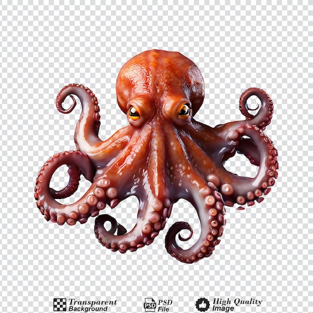 octopus isolated on transparent background