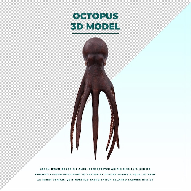 Octopus isolated