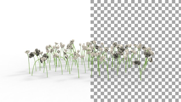 Off white tulip flower with shadow 3d render