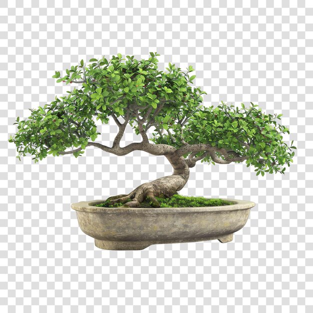 PSD old bonsai in a pot flower plant element realisticon transparent background