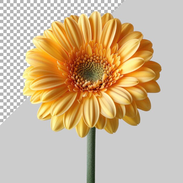 one flower isolated on transparent background without background PNG