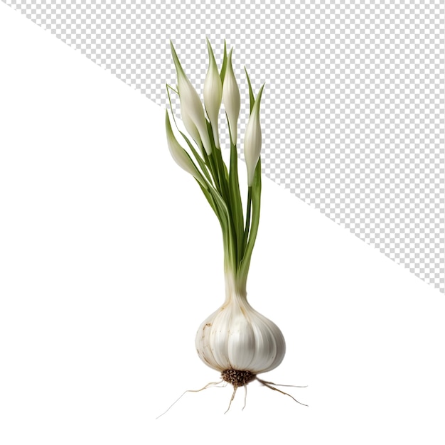 onion png