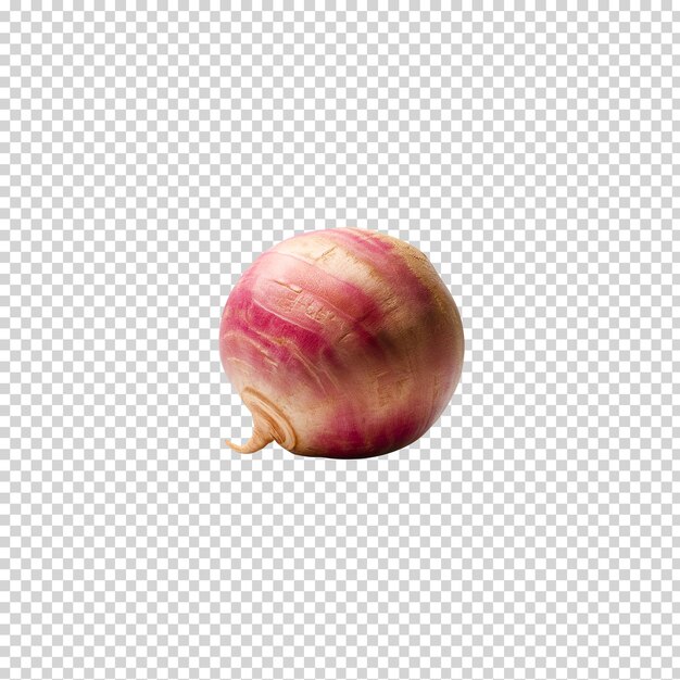 a onion with a purple stripe on it