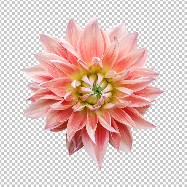 Orange dahlia flower isolated rendering