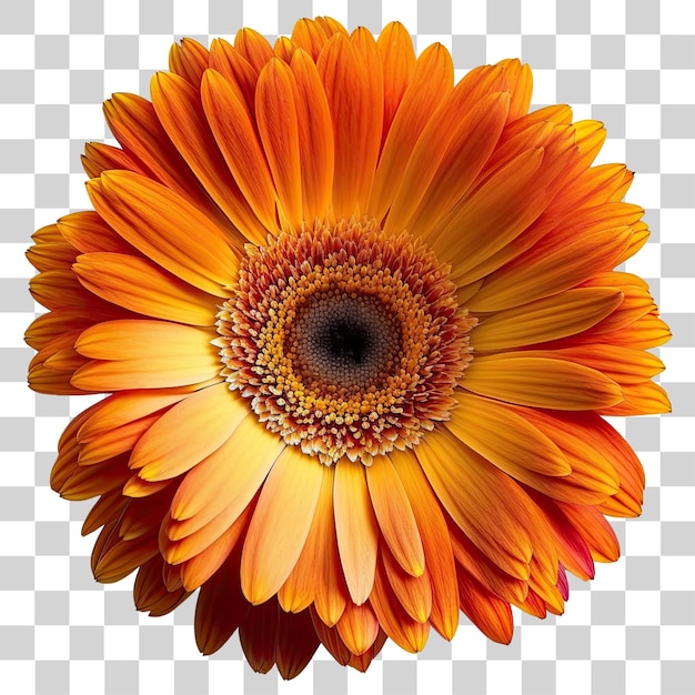 Orange flower on a transparent background