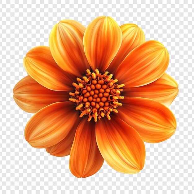 Orange Flower with Yellow Center