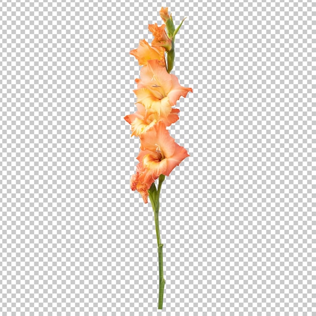 Orange gladiolus flower stem isolated rendering