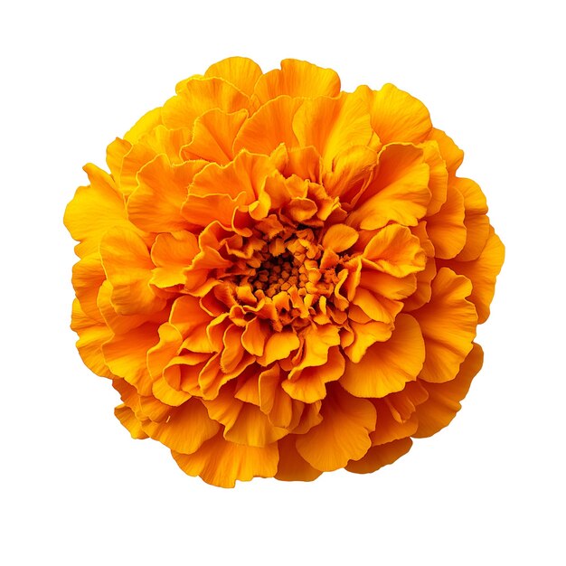 PSD orange marigold flower top view