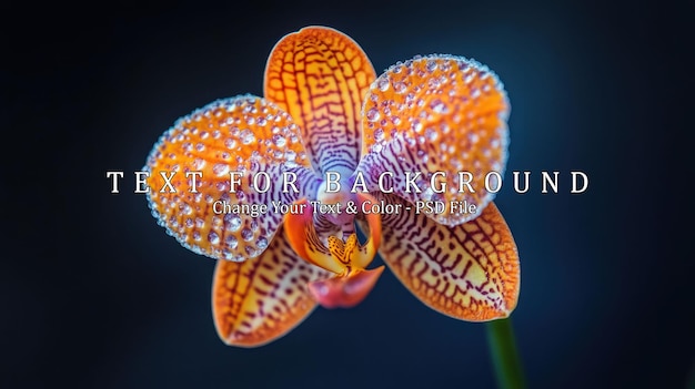 PSD orange orchid flower with water drops