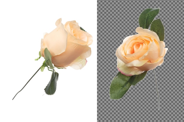 Orange pastel Rose flower show many angle Artificial rose flower from cloth fabric use in floral arrangement bouquet invitation greeting and wedding White background isolated