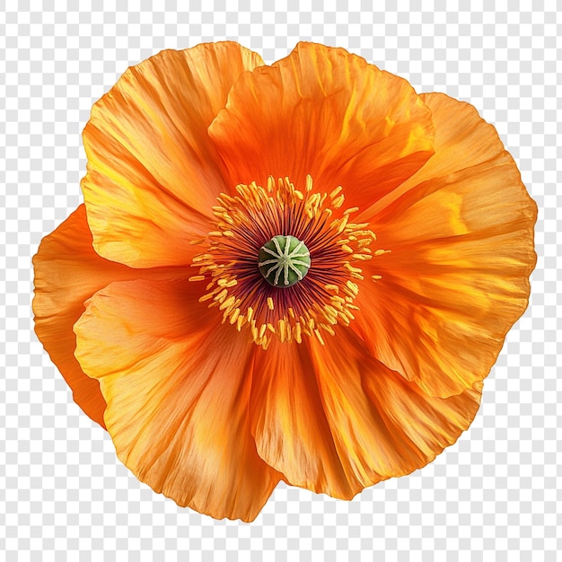 Orange Poppy Flower