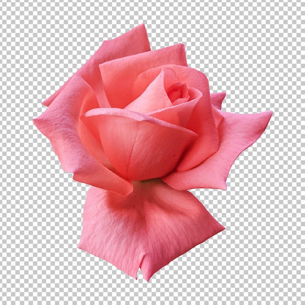 Orange rose flower isolated rendering