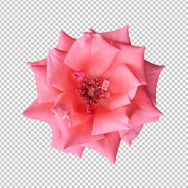 Orange rose flower isolated rendering