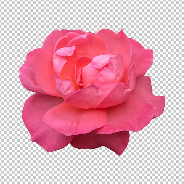 Orange rose flower isolated rendering