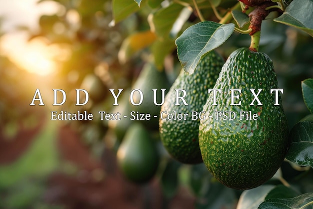 Organic avocado hanging from a tree branch