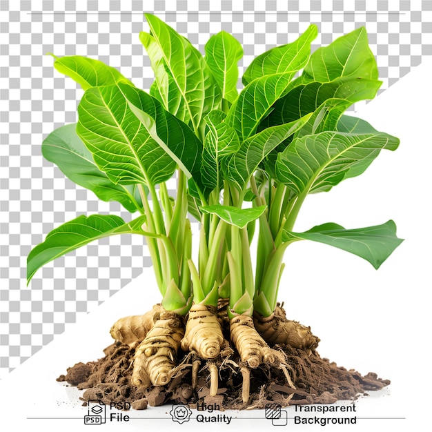 PSD organic plant image on transparent background