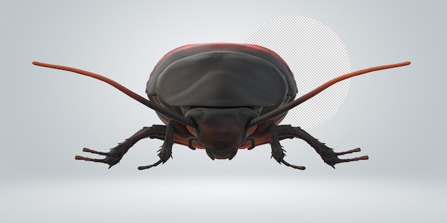 Oriental Cockroach isolated on a Transparent Background