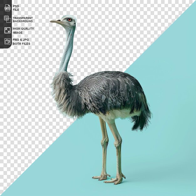 Ostrich isolated on transparent background