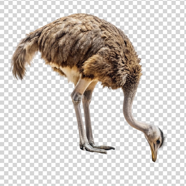 PSD an ostrich standing on one foot on transparent background