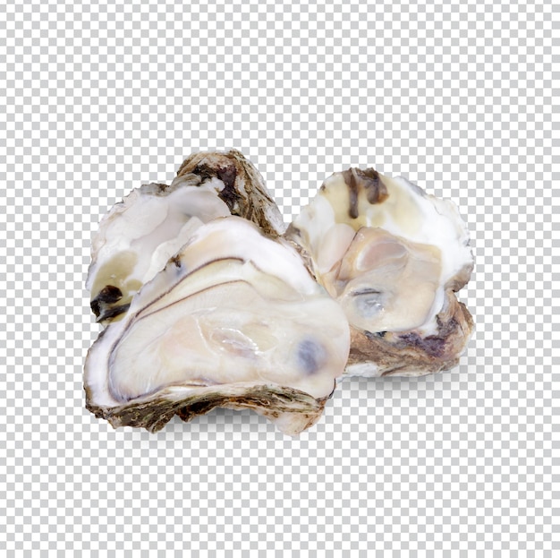 Oyster isolated Premium PSD