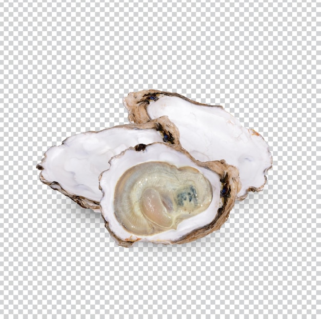 Oyster isolated Premium PSD