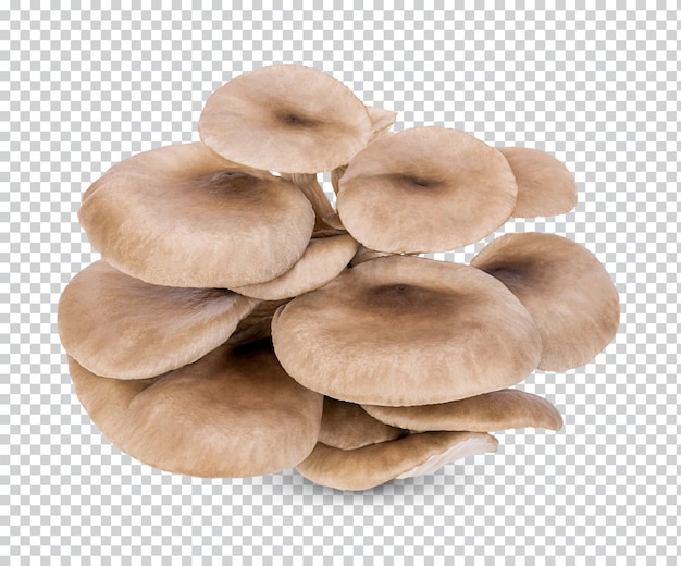 Oyster mushroom isolated Premium PSD